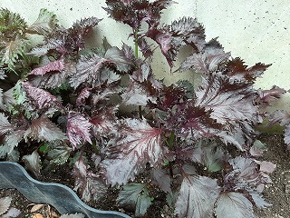 shiso01