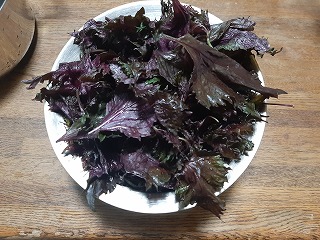 shiso02